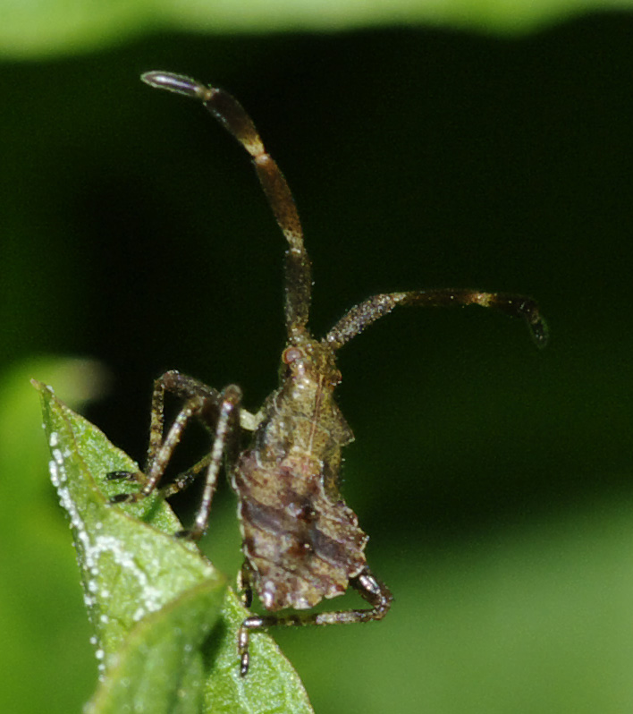 Eterotteri solandri